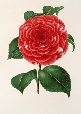 卡洛斯·费迪南多山茶花`Camellia Don Carlos Ferdinando (1854~1896) by Charles Antoine Lemaire