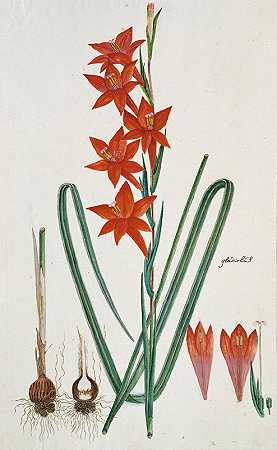唐菖蒲。（沃森歇斯底里）`Gladiolus watsonius Thunb. (Watsonia hysterantha) (1777 ~ 1786) by Robert Jacob Gordon