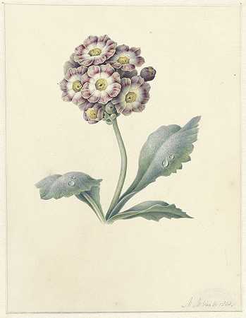花卉研究`Bloemenstudie (1823) by Maria Margaretha van Os