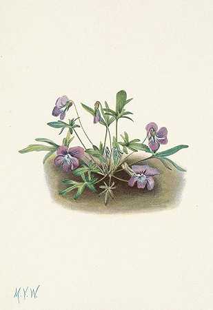 南海岸紫罗兰。七叶堇菜`Southern Coast Violet. Viola septemloba (1925) by Mary Vaux Walcott