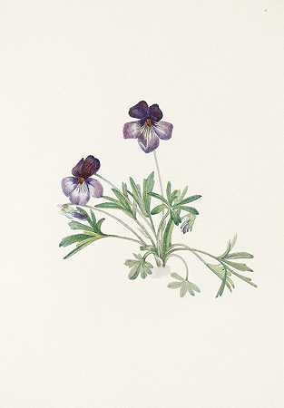 鸟脚紫。（维奥拉·佩达塔）`Birdsfoot Violet. (Viola pedata) (1925) by Mary Vaux Walcott