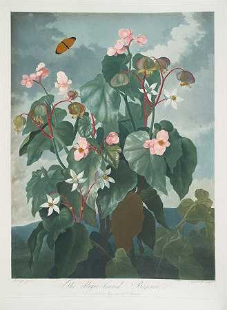 斜叶秋海棠`The Oblique~Leaved Begonia (1799–1807) by Robert John Thornton