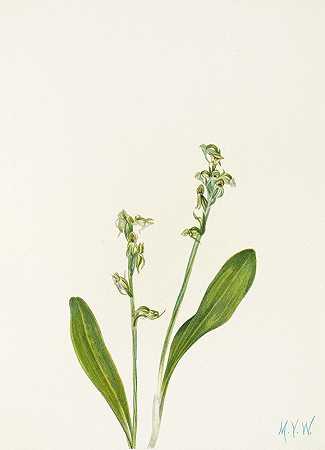 一叶沼泽兰。（哈贝纳里亚钝体）`One~leaf Bog~orchid. (Habenaria obtusata) (1925) by Mary Vaux Walcott