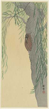 树上的蝉`Cicada on tree (1900 ~ 1936) by Ohara Koson