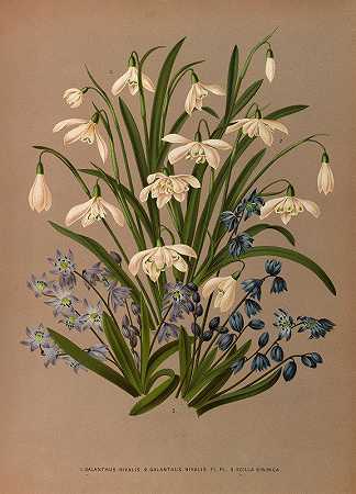二级加兰萨斯加兰图斯尼瓦利斯佛罗里达州。Pl。3.西伯利亚Scilla Sibirica`Galanthus Nivalis 2 . Galanthus Nivalis Fl . Pl . 3. Scilla Sibirica (1872~1881) by Arentine H. Arendsen