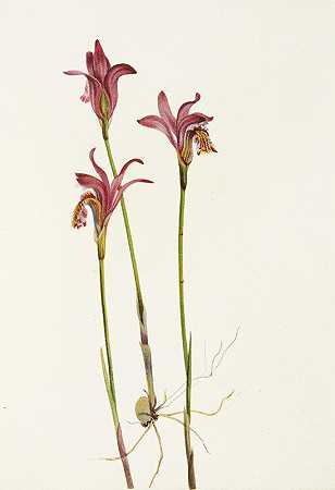 阿雷图萨。（Arethusa bulbosa）`Arethusa. (Arethusa bulbosa) (1925) by Mary Vaux Walcott