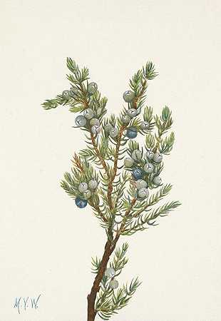 山刺柏。西伯利亚刺柏`Mountain Juniper. Juniperus sibirica (1925) by Mary Vaux Walcott