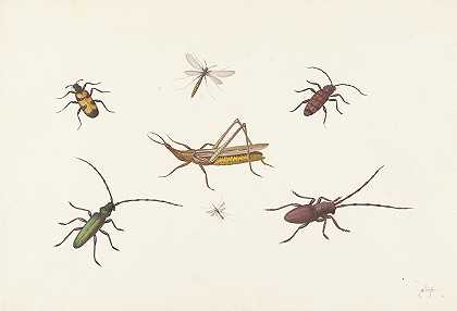 有七种不同昆虫的床单`A Sheet with Seven Different Insects (c. 1680 ~ c. 1692) by Pieter Withoos