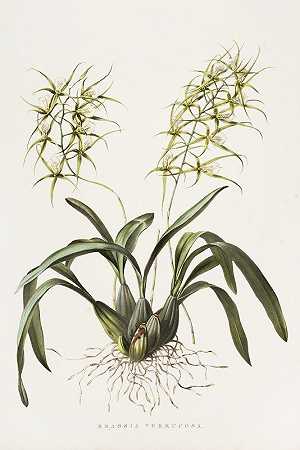 疣状巴西`Brassia Verrucosa (1837~1843) by James Bateman