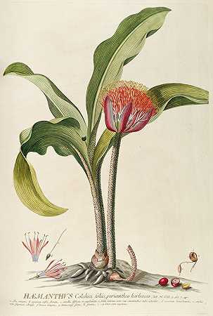 血吸虫`Haemanthus (1750~1773) by Georg Dionysius Ehret