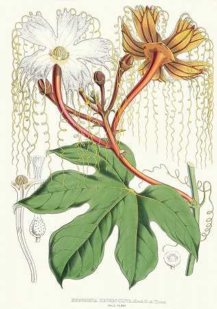 Hodgsonia Heteroclita Hook。菲尔。埃特·汤姆斯。（雄性植物）`Hodgsonia Heteroclita, Hook. fil. et Thoms. (Male plant) (1855) by Walter Fitch Hood