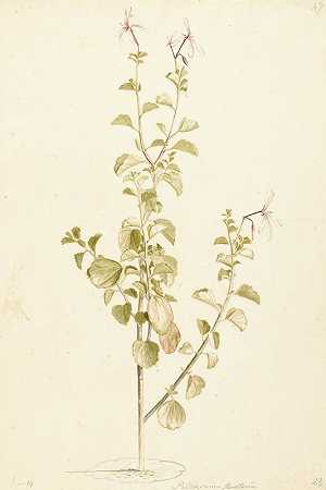 开花天竺葵`Bloeiende Pelargonium (1668 ~ 1729) by Laurens Vincentsz. van der Vinne
