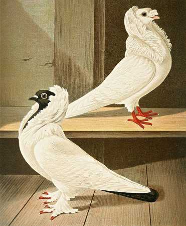 鬼箭锦鸡儿`C. jubata (1884~1886) by Gustav Prütz