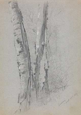桦树树干的研究（Scribner）`Study of Birch Trunks (Scribners) (1869) by Jervis McEntee
