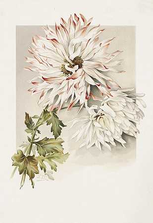 菊花`Chrysanthemums (ca. 1861–1897) by Sidney Thomas Callowhill