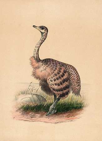 鸵鸟`The Ostrich (1861~1867) by Joseph Wolf