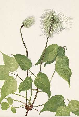 哥伦比亚铁线莲（水果）。哥伦比亚铁线莲`Columbia Clematis (fruit). Clematis columbiana (1925) by Mary Vaux Walcott