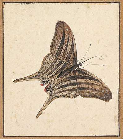 蝴蝶`A Butterfly (early 18th–mid 18th century) by Nicolaas Struyk