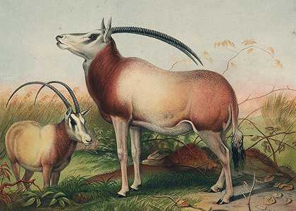 白羚羊`The Leucoryx Antelope (1861~1867) by Joseph Wolf