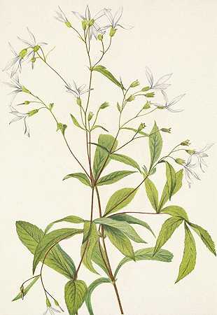 鲍曼根。三叶波特兰`Bowmansroot. Porteranthus trifoliatus (1925) by Mary Vaux Walcott