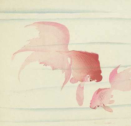 两条面纱尾巴`Two veil tails (1900 ~ 1936) by Ohara Koson