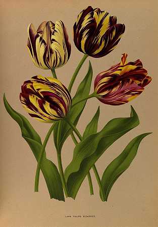 晚郁金香怪`Late Tulips Bizarres (1872~1881) by Arentine H. Arendsen