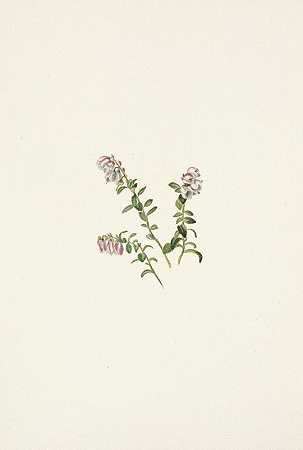 山蔓越莓（花）。葡萄越桔`Mountain Cranberry (flower). Vaccinium vitisidaea minus (1925) by Mary Vaux Walcott