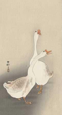 两只鹅。`Two geese. (1900 ~ 1930) by Ohara Koson