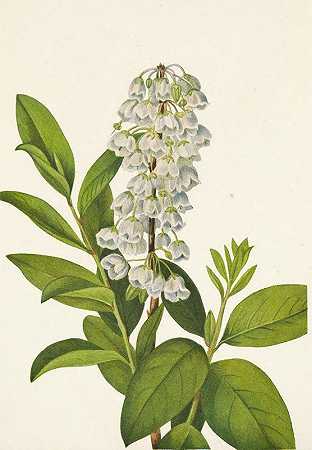 泽诺比亚。桂叶泽诺比亚`Zenobia. Zenobia cassinifolia (1925) by Mary Vaux Walcott