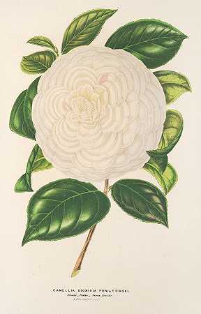山茶`Camellia Dionisia Poniatowski (1854~1896) by Charles Antoine Lemaire