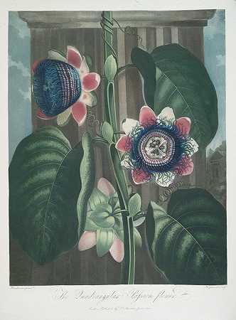 四角西番莲`The Quadrangular Passion~Flower (1799–1807) by Robert John Thornton