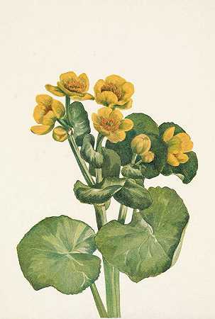 马什金盏花。驴蹄草`Marshmarigold. Caltha palustris (1925) by Mary Vaux Walcott