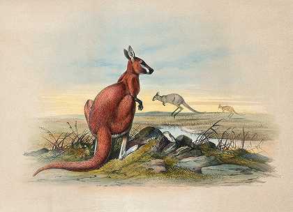 红袋鼠`The Red Kangaroo (1861~1867) by Joseph Wolf