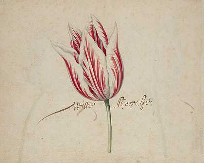 一朵郁金香`One Tulip (ca 1633–1637)