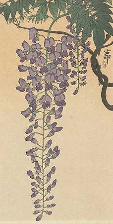 开花紫藤`Flowering wisteria by Ohara Koson