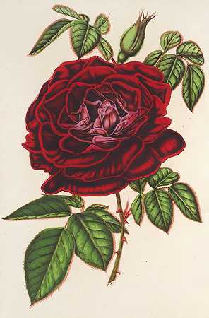 墨西哥皇帝玫瑰（上升）`Rose Empereur du Mexique (remontante) (1854~1896) by Charles Antoine Lemaire