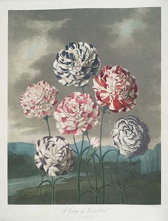 一群康乃馨`A Group Of Carnations (1799–1807) by Robert John Thornton