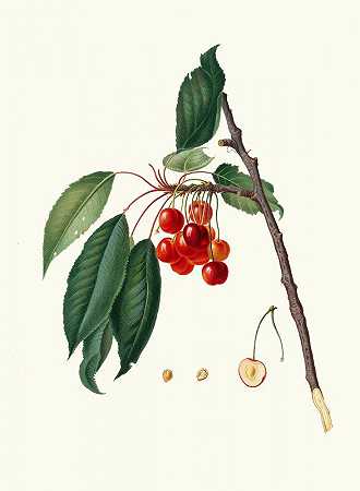 Acquajuola樱桃。[樱桃樱桃李樱桃]`Ciliegia acquajuola. [Cerasus ; Ciliegio acquaiolo ; Cherries] (1817~1839) by Giorgio Gallesio
