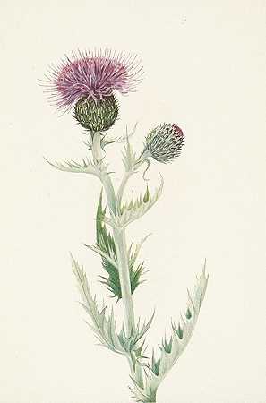 草原蓟。波纹蓟`Prairie Thistle. Cirsium undulatum (1925) by Mary Vaux Walcott