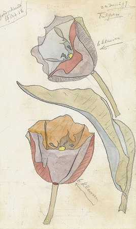 郁金香`Tulpen (1917~06~22) by Theo Colenbrander