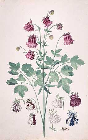 科伦拜恩或祖母s Bonnet（Aquilegia），并对花卉进行了进一步研究`A Columbine or Grannys Bonnet (Aquilegia), with Additional Studies of Flowers (mid~17th–late 17th century) by Pieter Holsteyn II