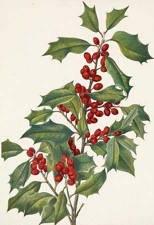 美国冬青。美国冬青`American Holly. Ilex opaca (1925) by Mary Vaux Walcott