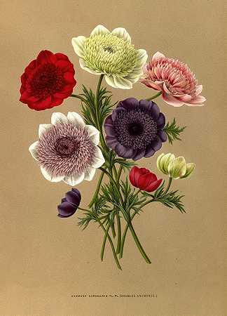 银莲花（双倍银莲花）`Anemone Coronaria Fl. Pl. (Doubles Anemones) (1872~1881) by Arentine H. Arendsen