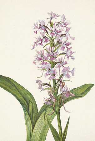 大型紫色流苏兰花。大花海带`Large Purple Fringe~orchid. Habenaria grandiflora (1925) by Mary Vaux Walcott
