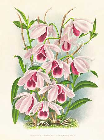 超级石斛是一种失谐菌`Dendrobium superbum var anosmum (1885~1906) by Jean Jules Linden