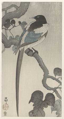 树枝上的喜鹊`Magpie on tree branch (1900 ~ 1910) by Ohara Koson