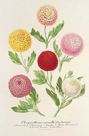 菊花新品D秋天`Chrysanthèmes nouvelles dautomne (1854~1896) by Charles Antoine Lemaire