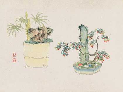 盆景卡本祖，Pl.23`Bonsai kabenzu, Pl.23 (1868~1912)