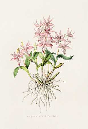 奇异巴氏杆菌`Barkeria Spectabilis (1837~1843) by James Bateman
