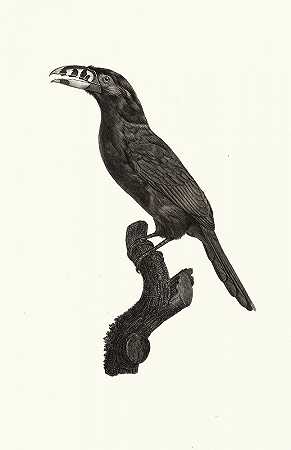 L巴西雄性阿拉卡里·库利克。`LAracari Koulik mâle du Brésil. (1806) by Jacques Barraband